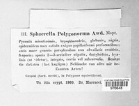 Sphaerella polygonorum image